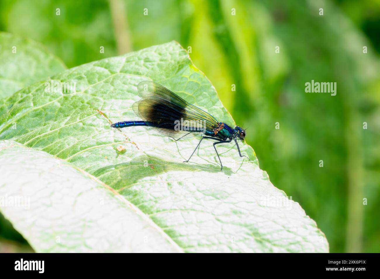 Una libellula Banded Demoiselle (Calopteryx splendens); in Inghilterra; con le sue distintive bande nere e gialle sulle ali; è arroccata su una grande; g Foto Stock