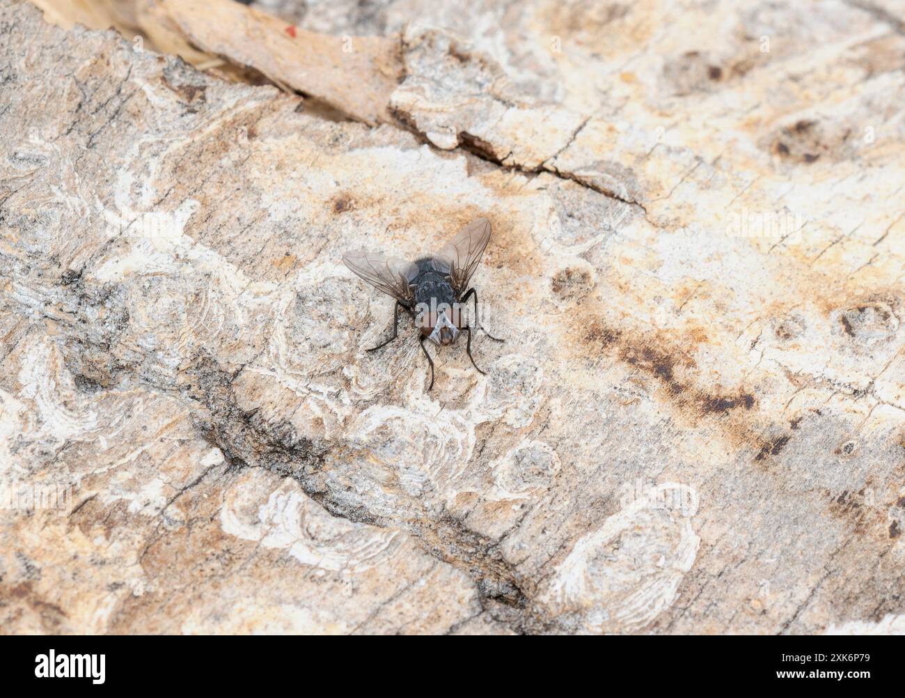 Un Bluebottle Fly, scientificamente conosciuto come Calliphora, si appoggia su un tronco di albero strutturato in Colorado; le sue ali piegate e i suoi occhi composti brillano Foto Stock