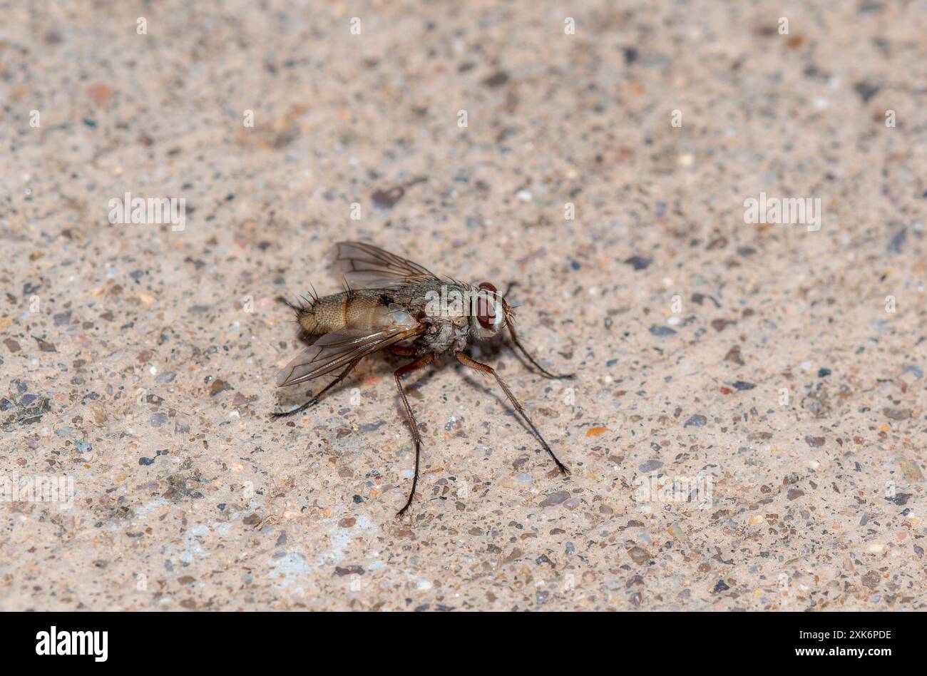 A Bristle Fly; appartenente alla famiglia Tachinidae; poggia su una superficie di cemento in Colorado. Le sue ali sono piegate e le sue gambe sono estese; con la sua d Foto Stock