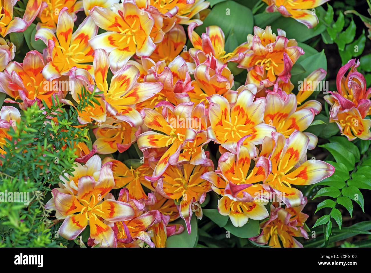 Sfondo di fiori di alstroemeria in fiore. Foto Stock
