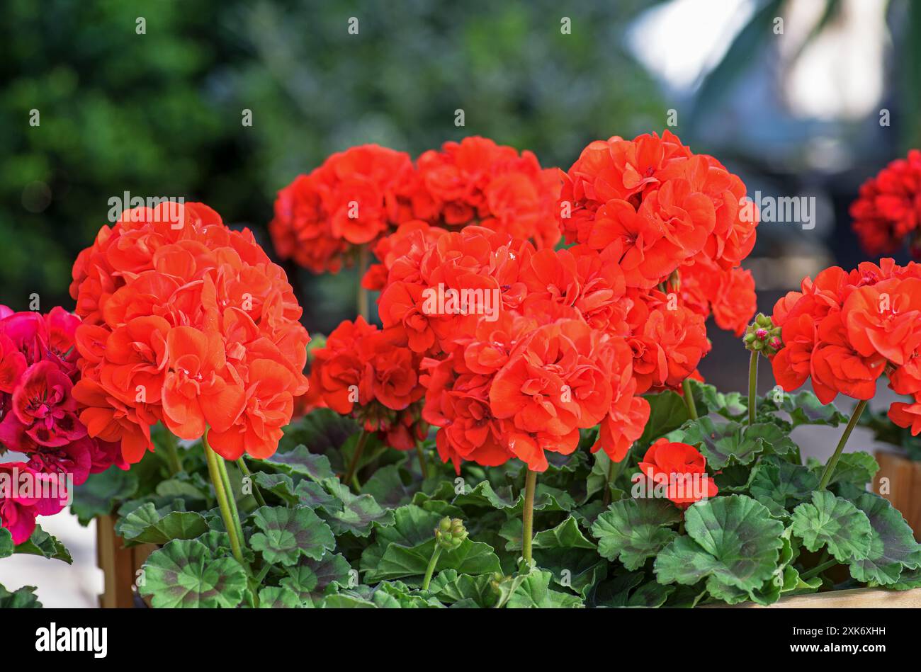 Geranio scarlatto in fiore con foglie verdi. Foto Stock