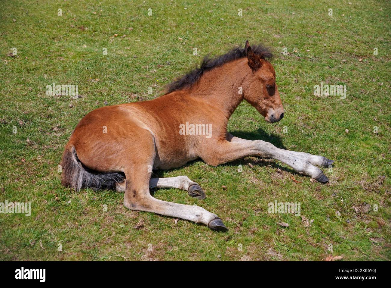 giovane puledro di cavallo bruno che riposa sull'erba. adorabili animali carini Foto Stock