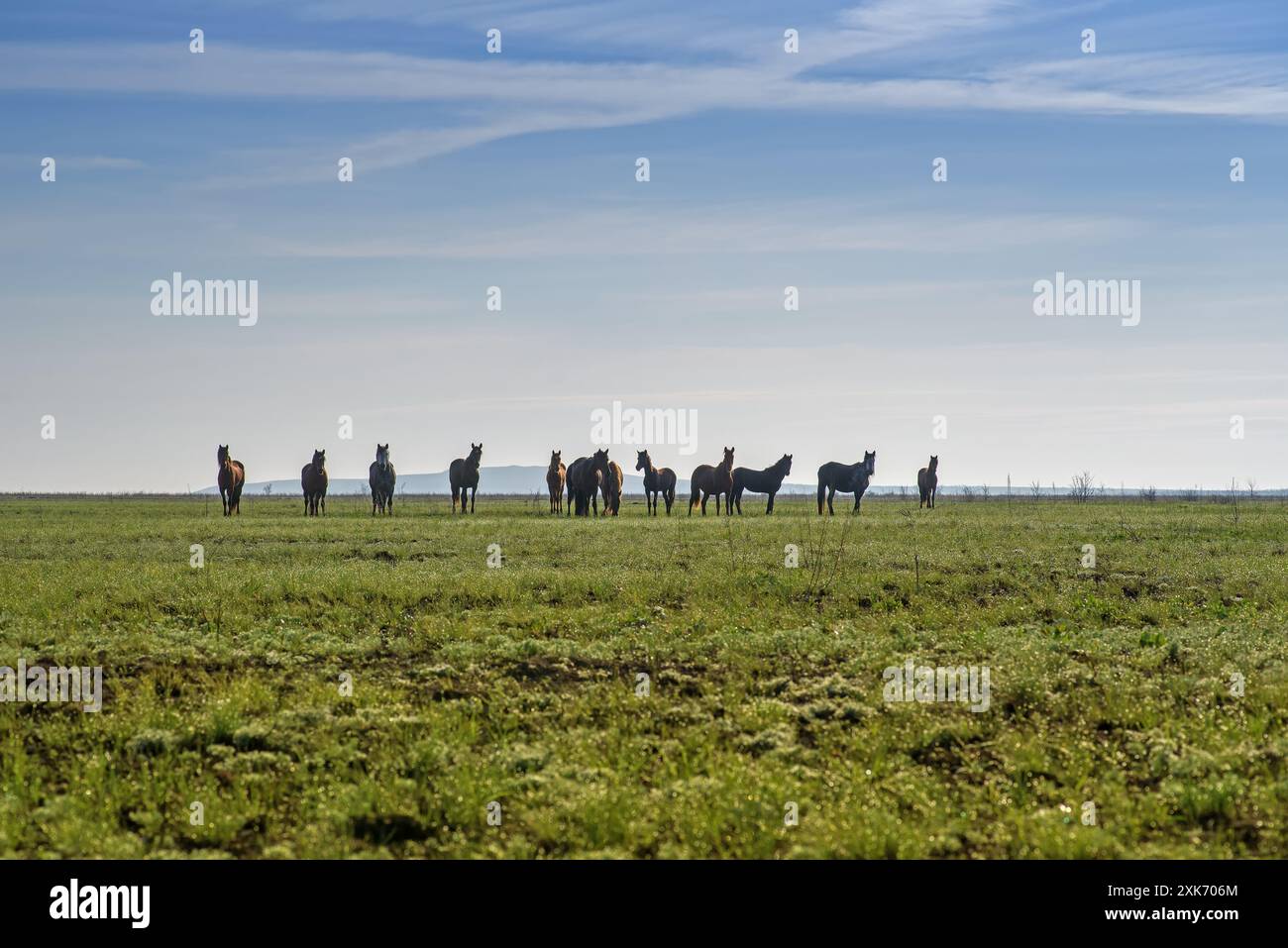 Una mandria di cavalli selvatici nella steppa del Parco naturale Donskoy nella regione di Volgograd in Russia. Foto Stock