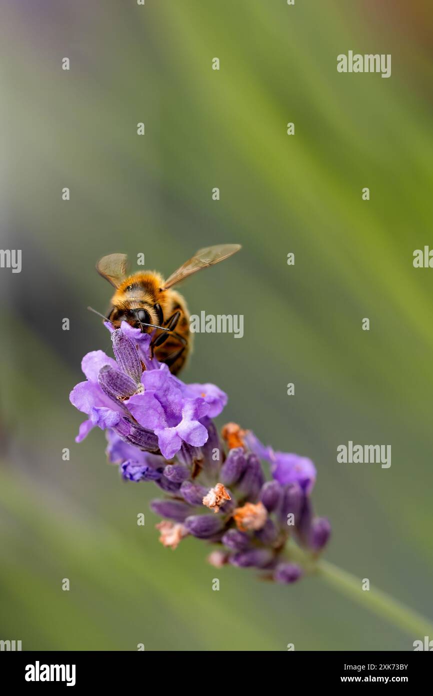 Inghilterra, Regno Unito. Una singola Western Honey Bee o European Honey Bee APIs mellifera che raccoglie il nettare da una pianta inglese di lavanda in un giardino domestico Foto Stock