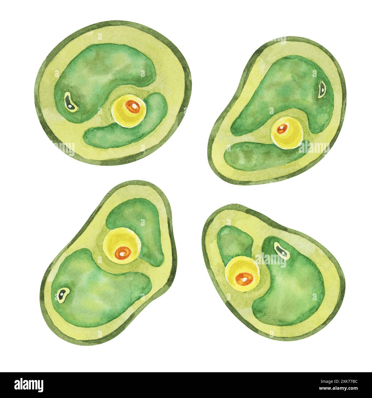 Alghe di clorella raffigurazione di più cellule verdi in varie forme e dimensioni. Clipart acquerello per piante marine per libri di testo di biologia, presentazioni di ricerca o design di confezioni di prodotti ecocompatibili Foto Stock