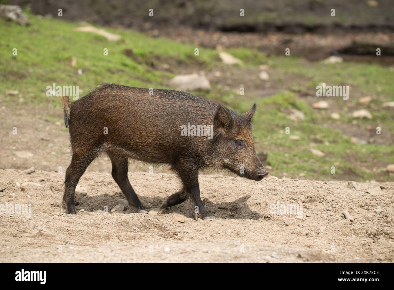 Giovani cinghiali che vagano su una strada sterrata Foto Stock