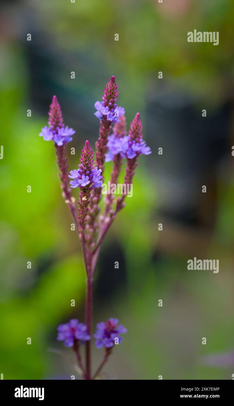Bella fioritura di una veranda blu, primo piano Foto Stock