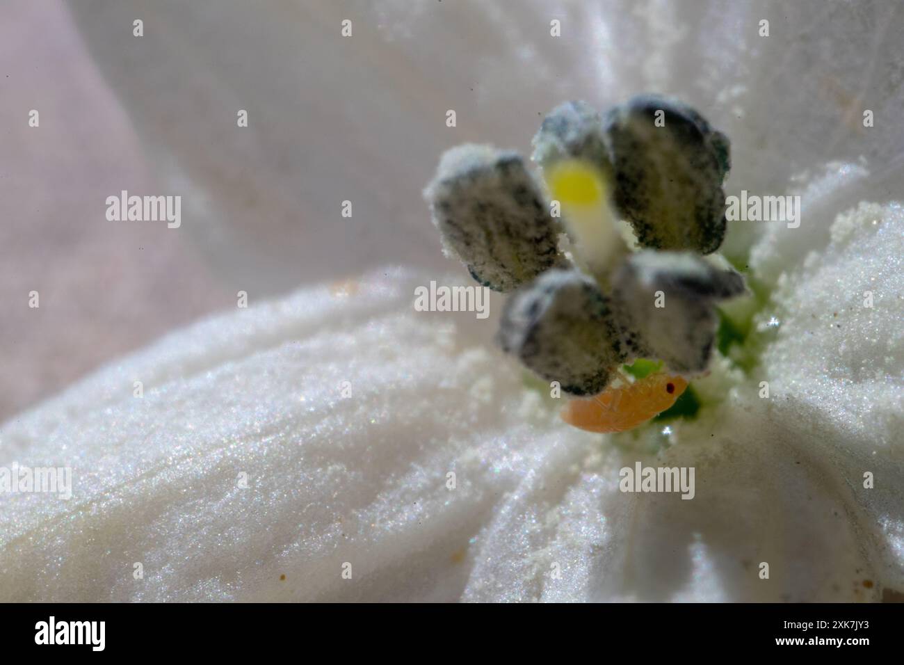 Piccolo insetto invasivo sul fiore bianco della pianta del peperoncino Foto Stock