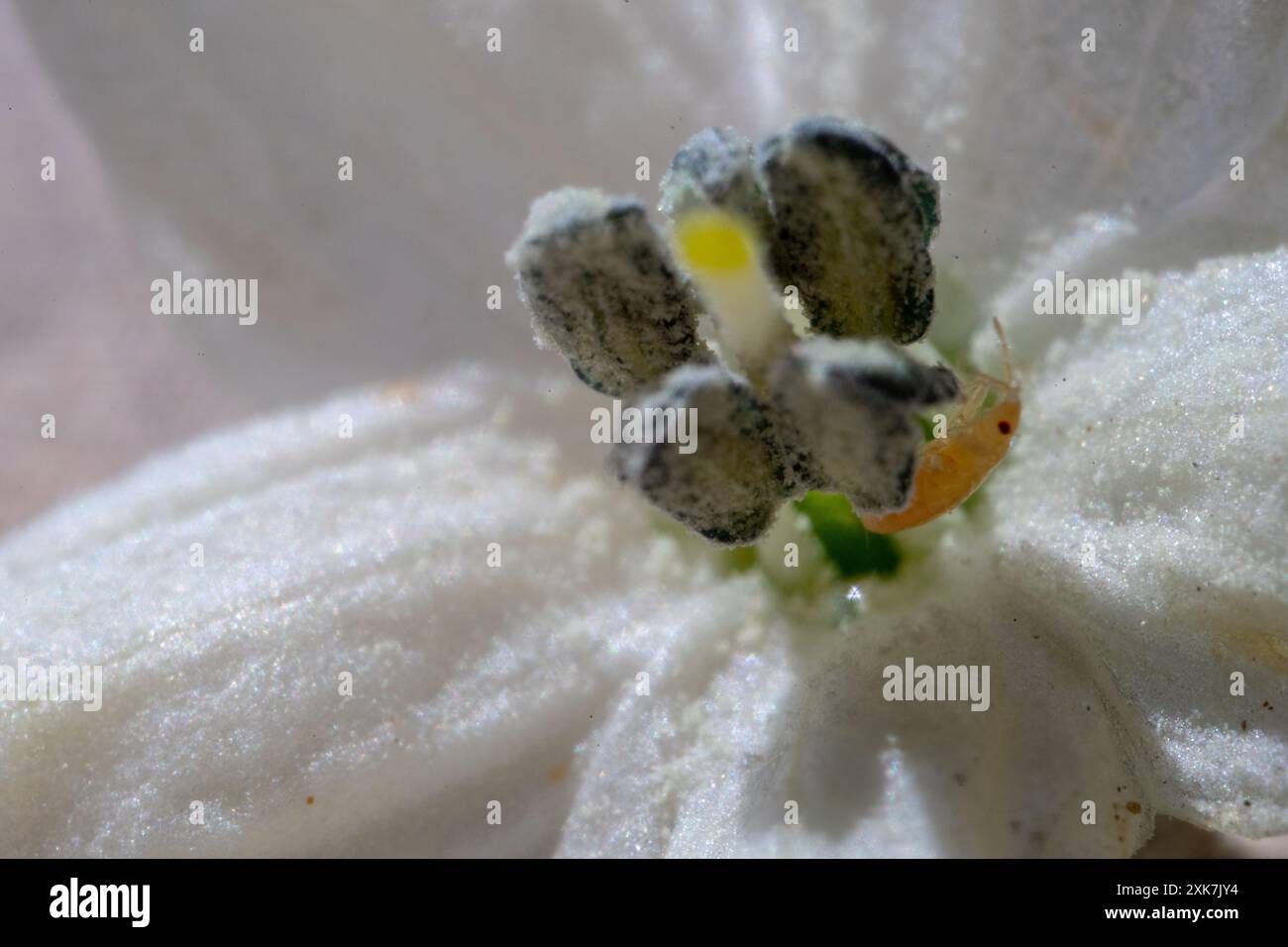 Piccolo insetto invasivo sul fiore bianco della pianta del peperoncino Foto Stock