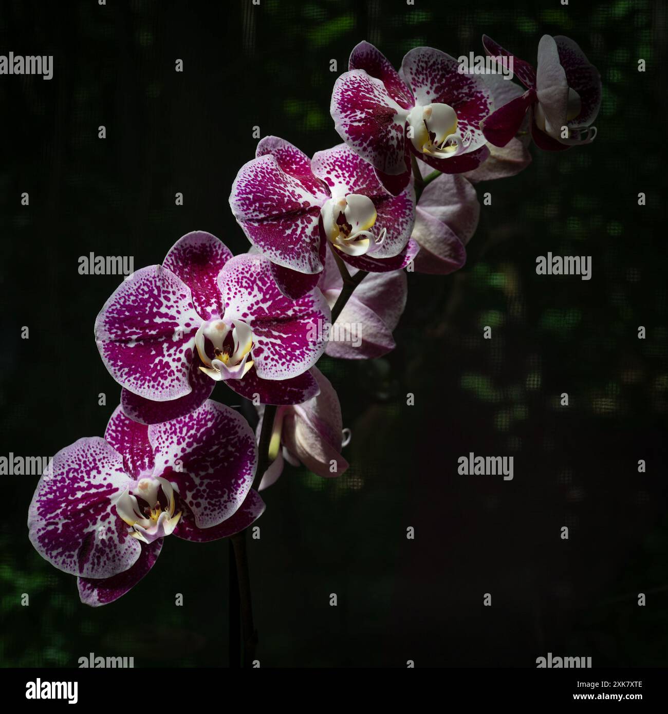 Luce solare sull'orchidea bianca e magenta in fiore su sfondo nero e verde Foto Stock