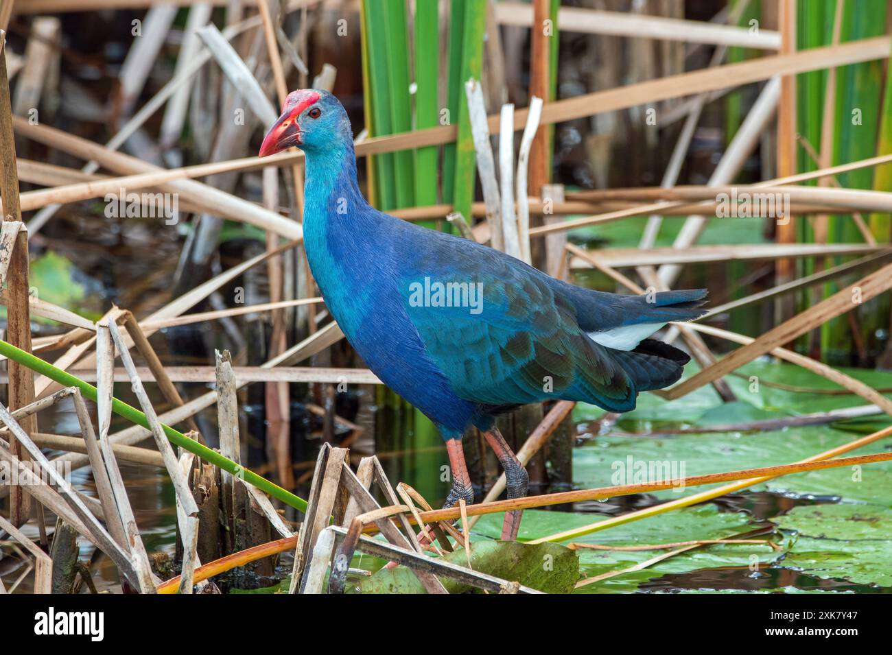 Gallinule viola femminile in una palude della Florida. Foto Stock