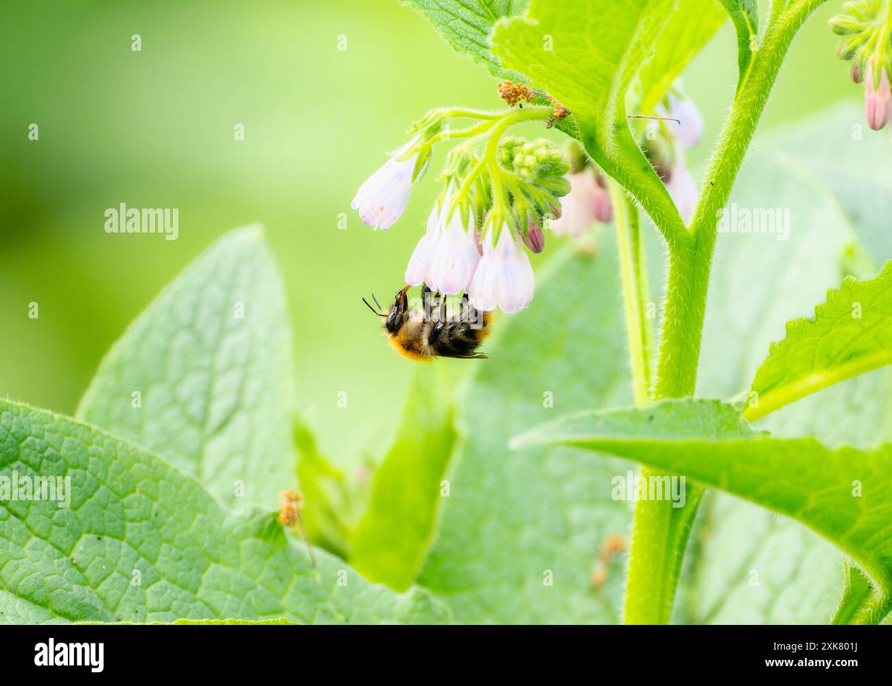 Un comune Carder Bumble Bee; Bombus pascuorum; raccoglie polline da delicati fiori bianchi in Inghilterra. L'ape è appesa al rovescio; con le gambe e. Foto Stock