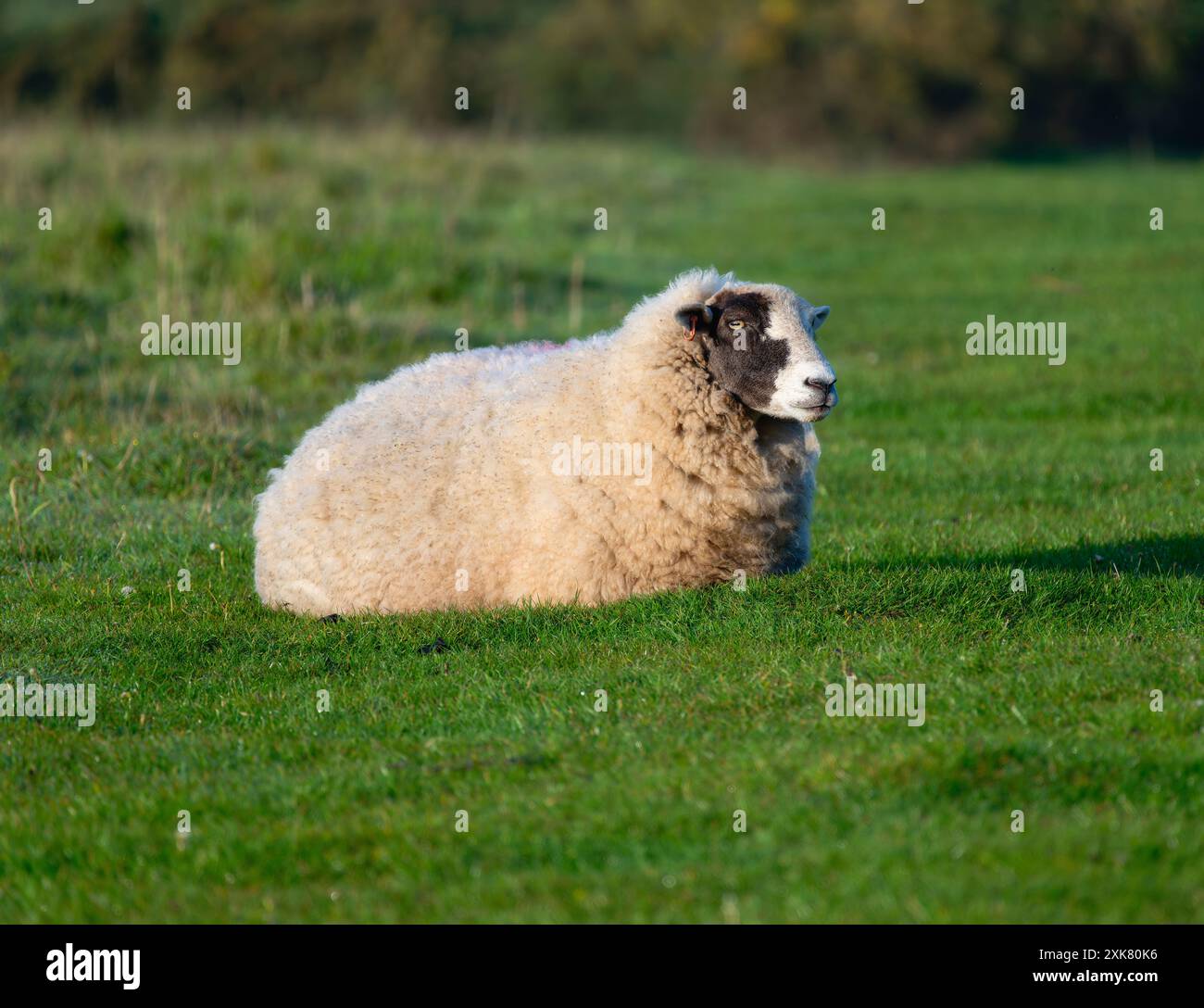 Una pecora con una faccia nera e segni bianchi sulla testa è distesa in un campo di erba verde. Le pecore guardano da un lato. Foto Stock