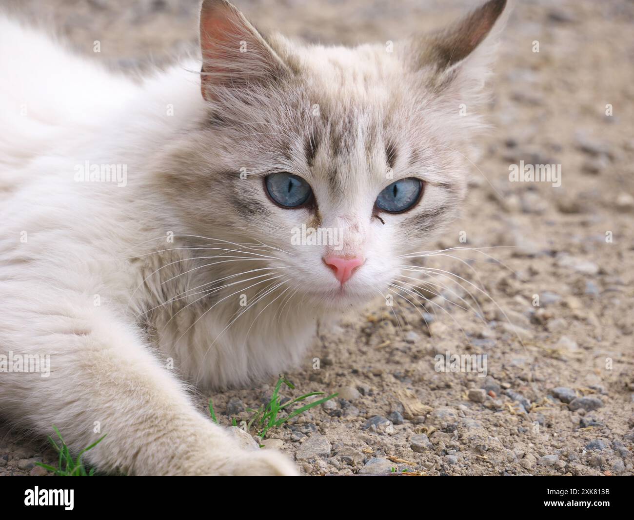 Bel primo piano di un gatto carino con gli occhi blu Foto Stock