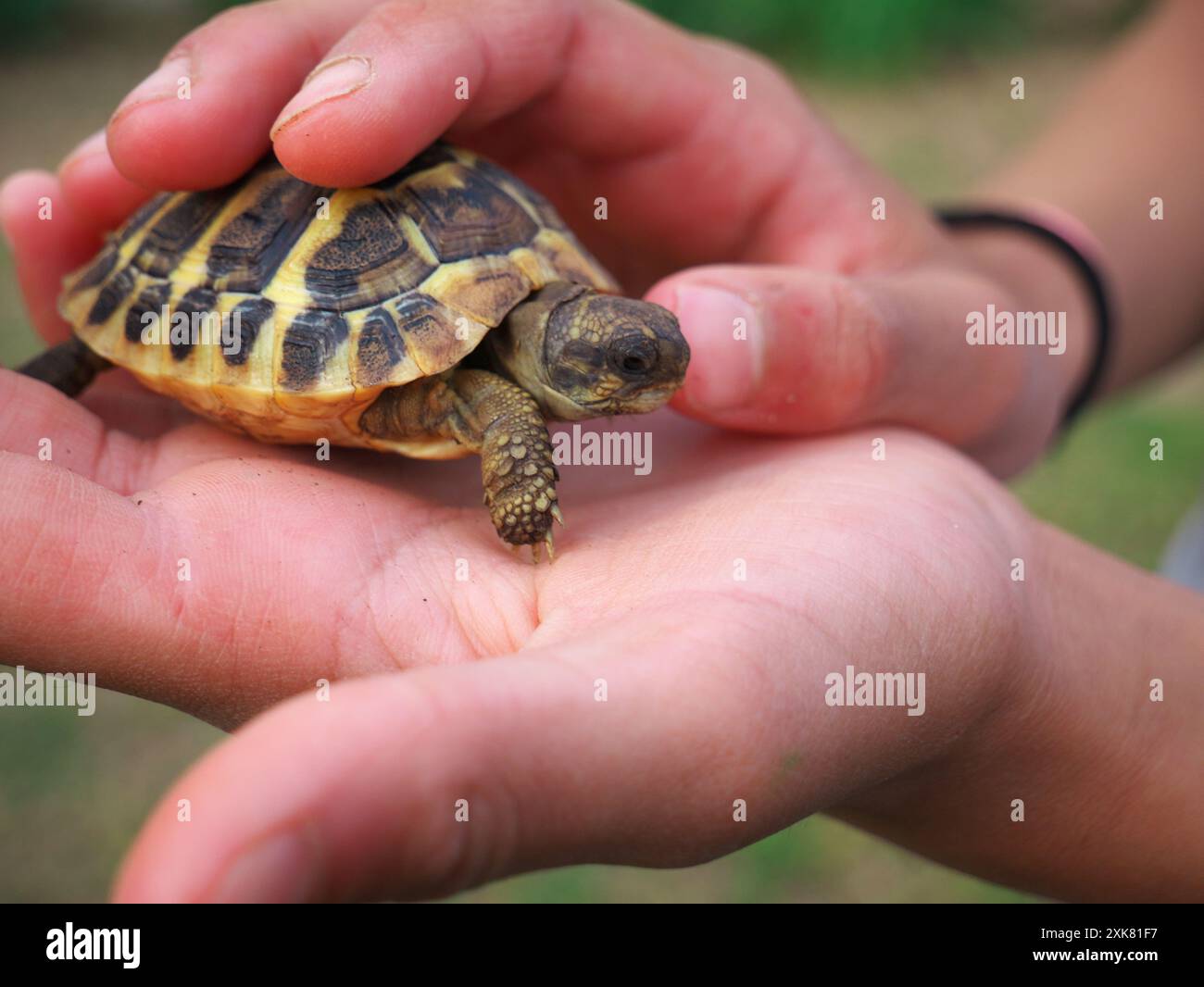 Un primo piano di mani che tengono una piccola tartaruga Foto Stock