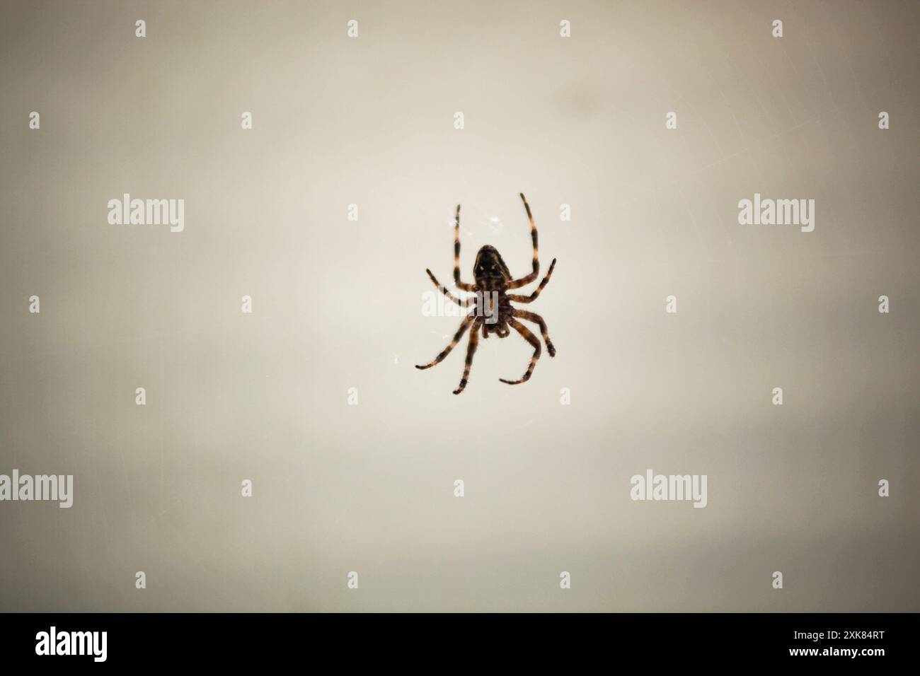 Il grande ragno è appeso a una finestra e attende prede sulla sua ragnatela. Vista dal retro. Gambe a righe. Shaggy Foto Stock