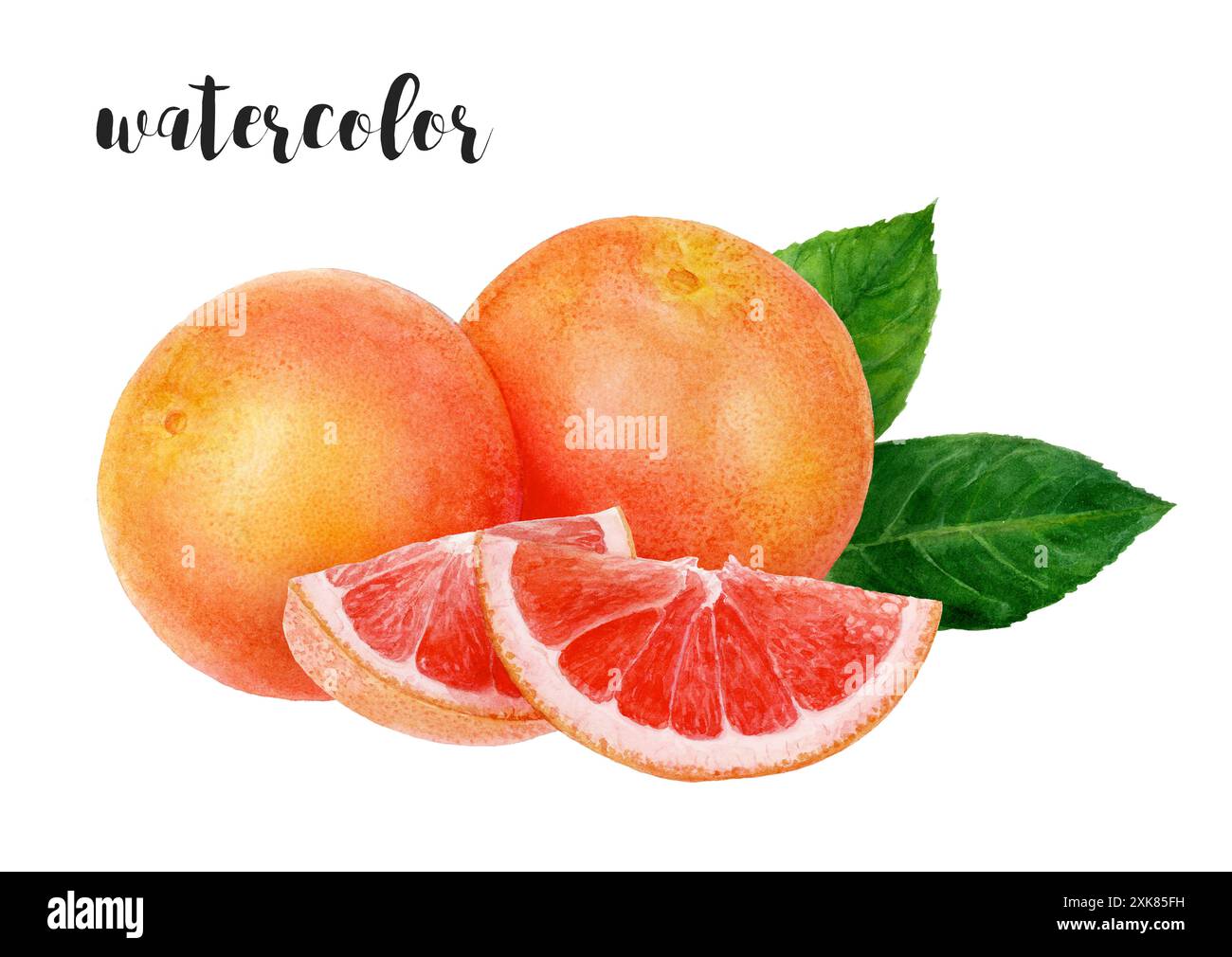 Illustrazione di pompelmo ad acquerello, perfetta per progetti botanici, agrumi e vivaci Foto Stock Illustrazione di pompelmo ad acquerello, perfetta per progetti botanici, agrumi e vivaci Foto Stock