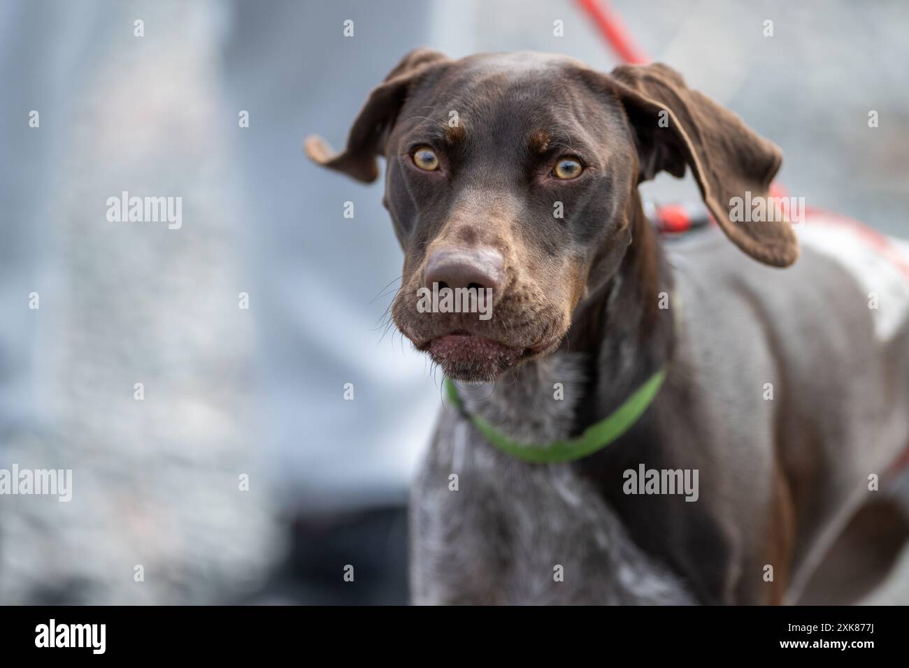 Un serio cane da puntatore tedesco a pelo corto. Il potente retriever è magro, elegante, ha orecchie lunghe ed è un cane da caccia. E' un cucciolo di razza. Foto Stock