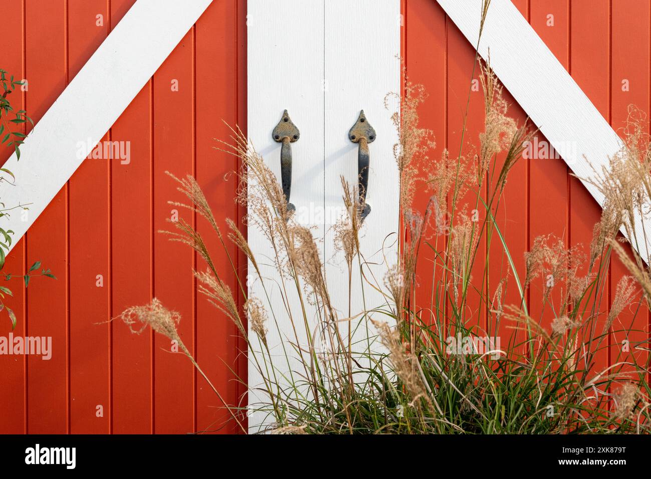 Due vivaci porte rosse di fienile con finiture bianche. Le tavole sono bianche con maniglie metalliche al centro delle porte chiuse. C'è l'erba verde Foto Stock