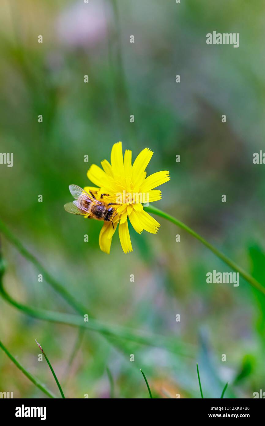 Un'ape di miele (Apis mellifera) raccoglie il polline sull'orecchio di un gatto giallo (Hypochaeris radicata), un'erba comune che prospera su No Mow May, Surrey, Regno Unito Foto Stock