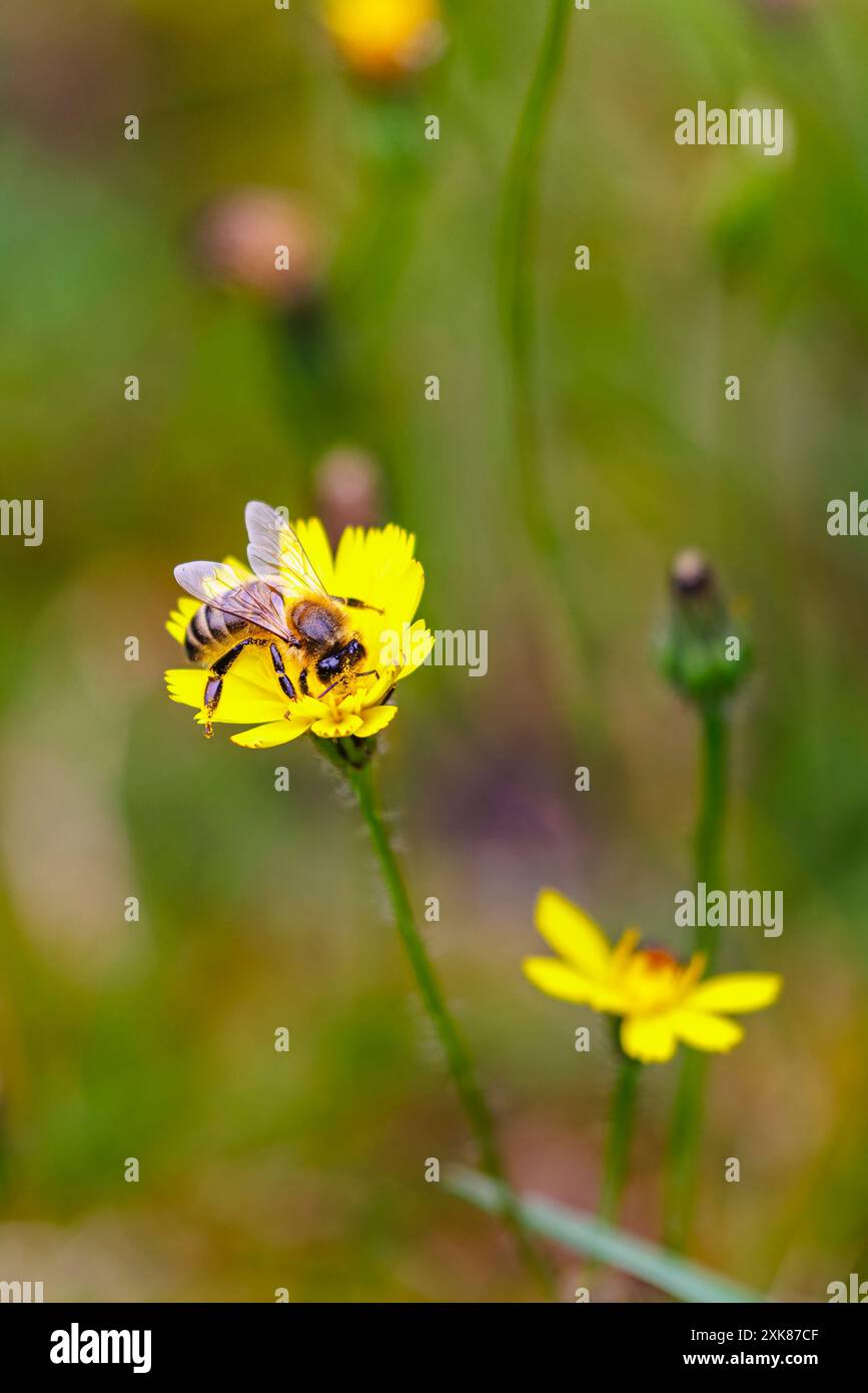Un'ape di miele (Apis mellifera) raccoglie il polline sull'orecchio di un gatto giallo (Hypochaeris radicata), un'erba comune che prospera su No Mow May, Surrey, Regno Unito Foto Stock