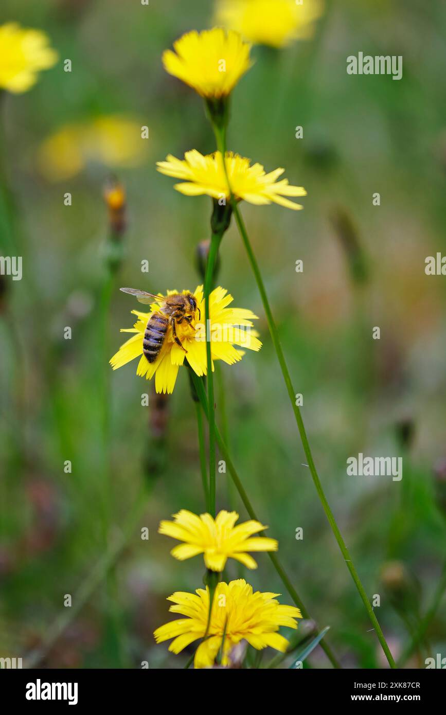 Un'ape di miele (Apis mellifera) raccoglie il polline sull'orecchio di un gatto giallo (Hypochaeris radicata), un'erba comune che prospera su No Mow May, Surrey, Regno Unito Foto Stock