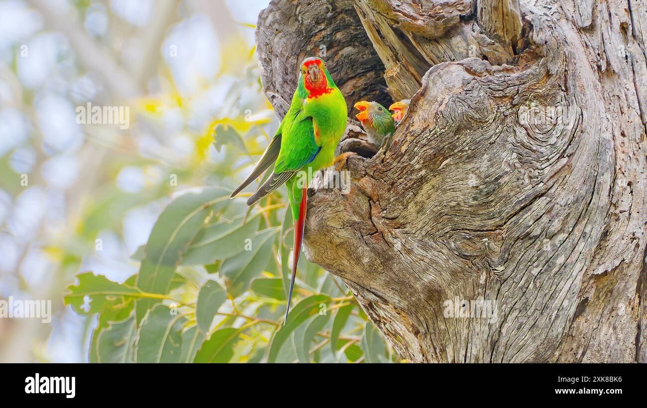Swift Parrot (Lathamus Discolour) visita Nest per dare da mangiare a giovani pulcini uccelli immaturi nel vecchio nido di crescita albero cavo, Maria Island, Tasmania, Australia Foto Stock