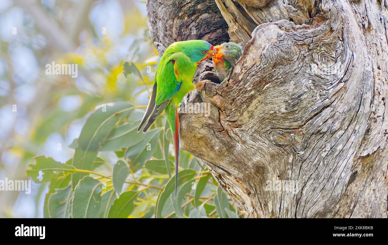 Swift Parrot (Lathamus Discolour) visita Nest per dare da mangiare a giovani pulcini uccelli immaturi nel vecchio nido di crescita albero cavo, Maria Island, Tasmania, Australia Foto Stock