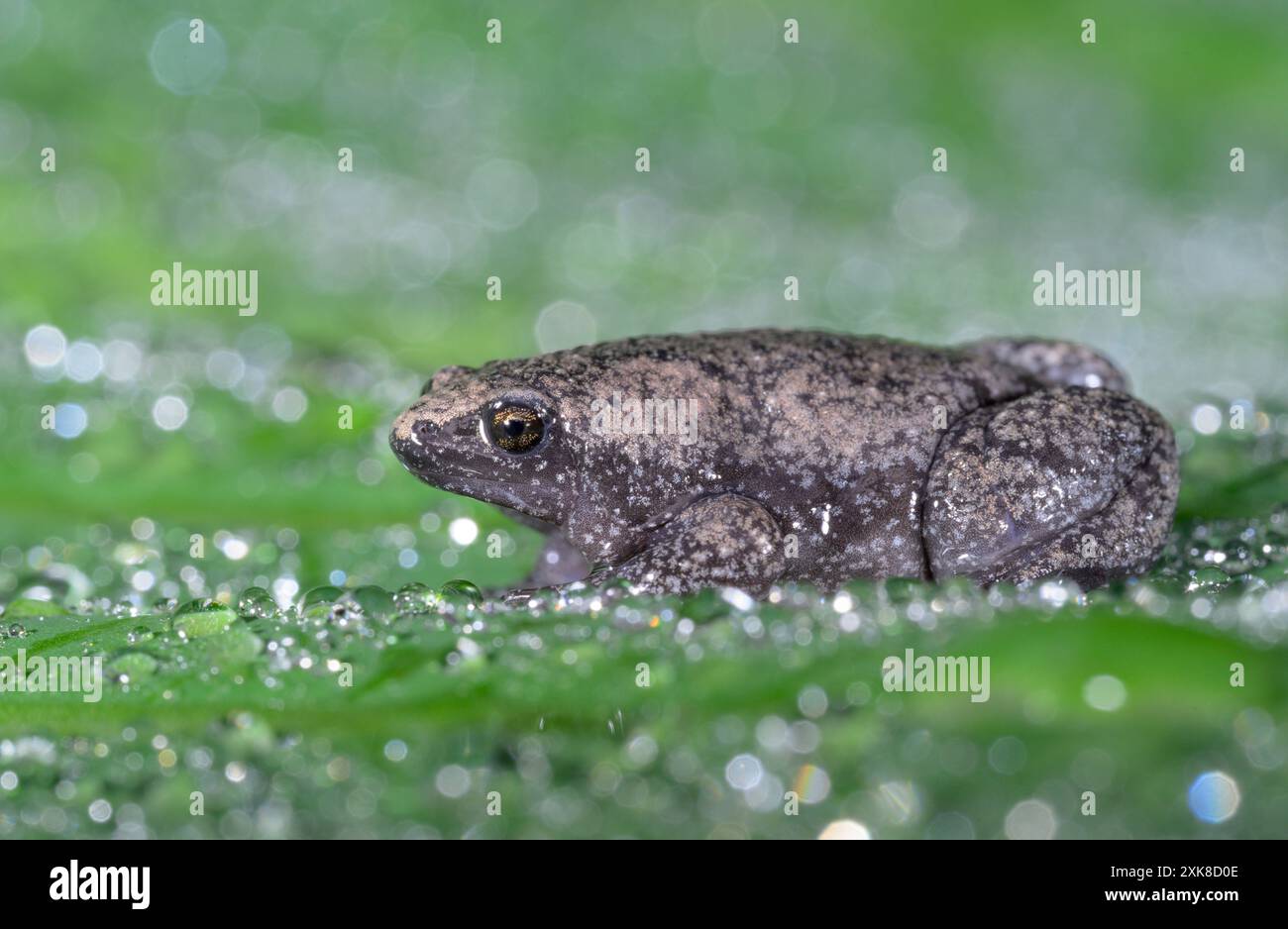 Rospo a bocca stretta orientale, o rospo a bocca stretta (Gastrophryne carolinensis) su foglia verde coperta da gocce d'acqua piovana, Galveston, Texas, USA Foto Stock