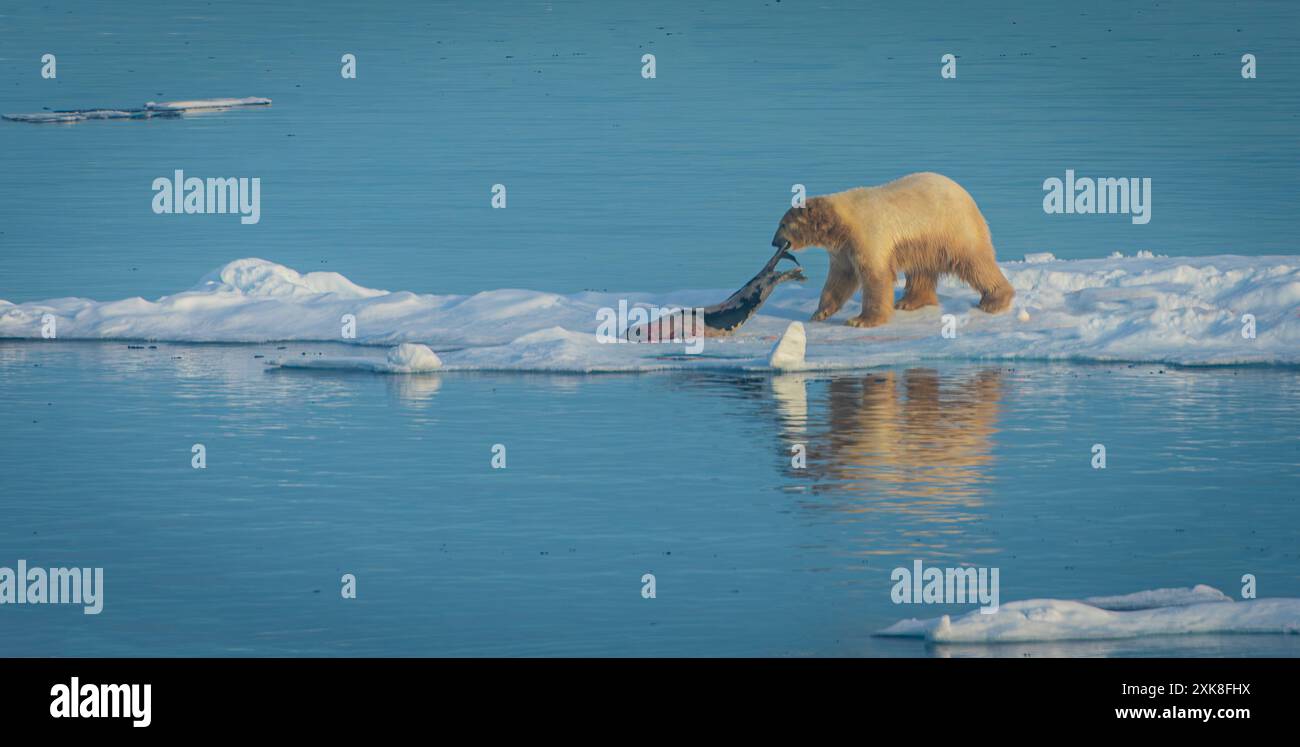 Polar Bear trascinando la sua uccisione nel circolo polare artico Foto Stock