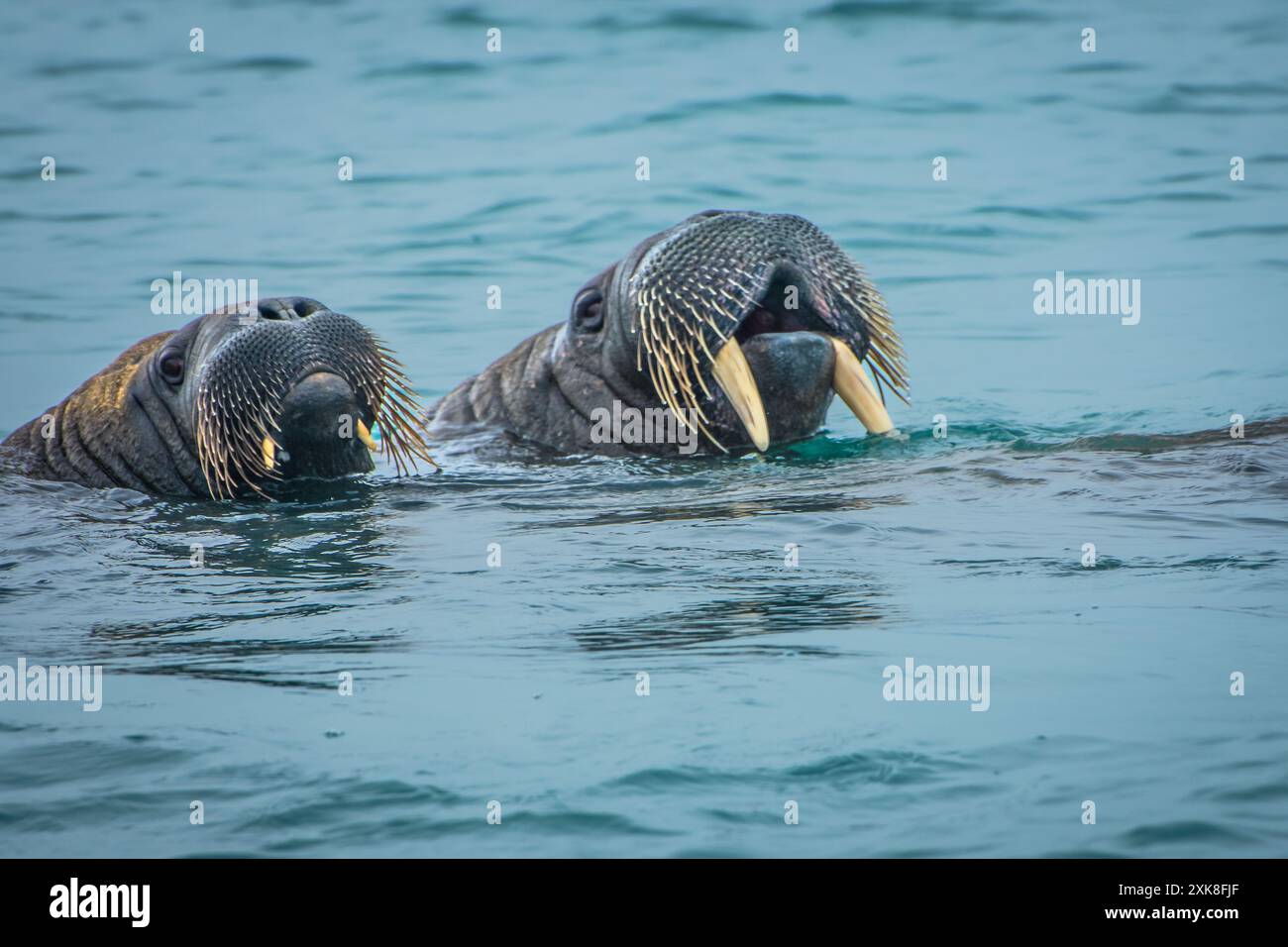 Coppia di Walrus che nuotano nel circolo polare artico Foto Stock