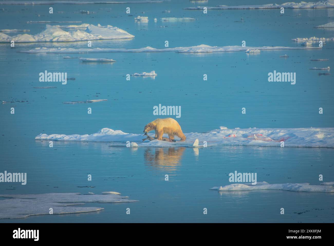 Orso polare in lontananza sul flusso di ghiaccio mangiando un omicidio Foto Stock
