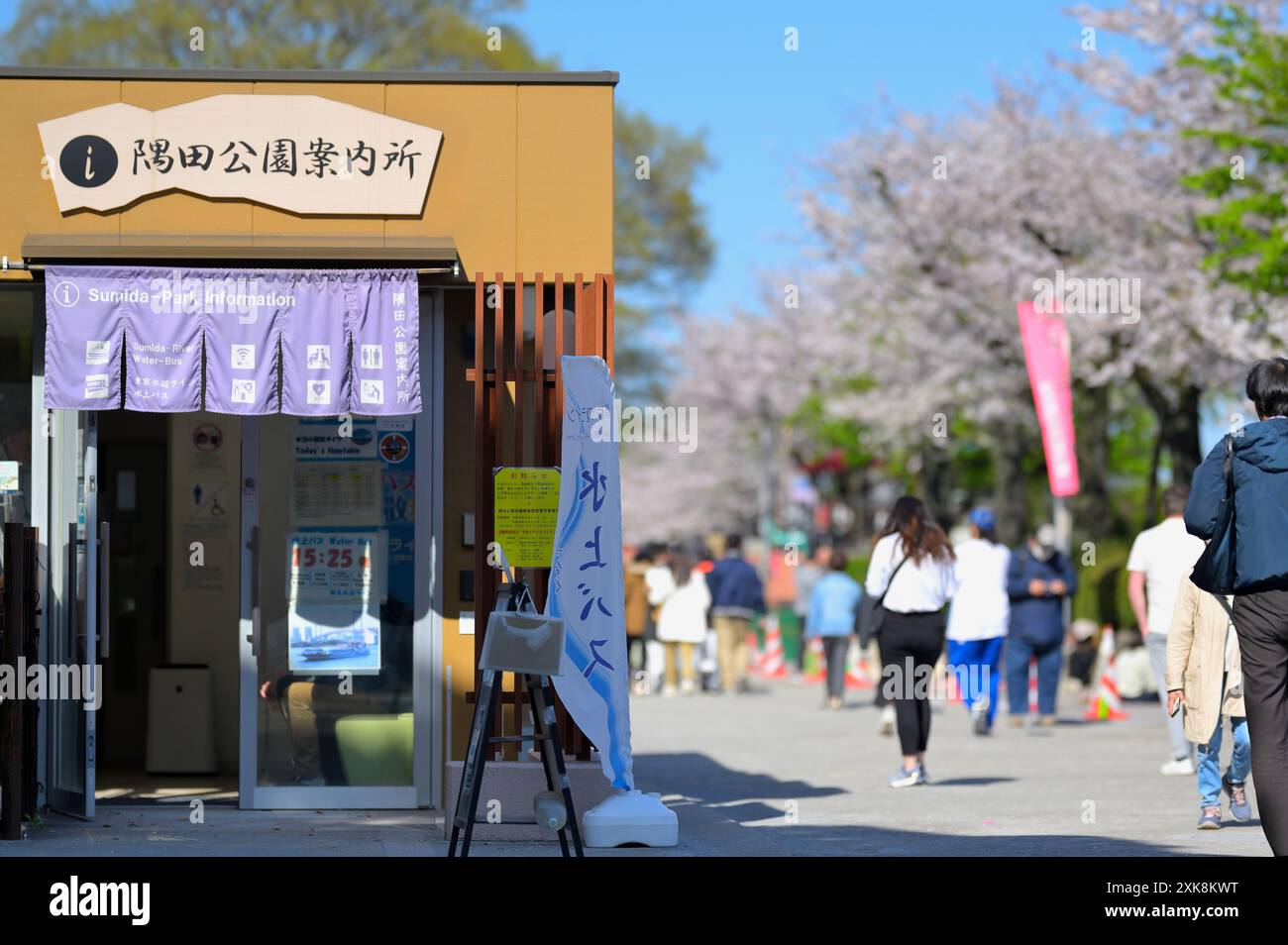 Sumida Park durante la bella stagione dei fiori di ciliegio, Tokyo Asakusa JP Foto Stock