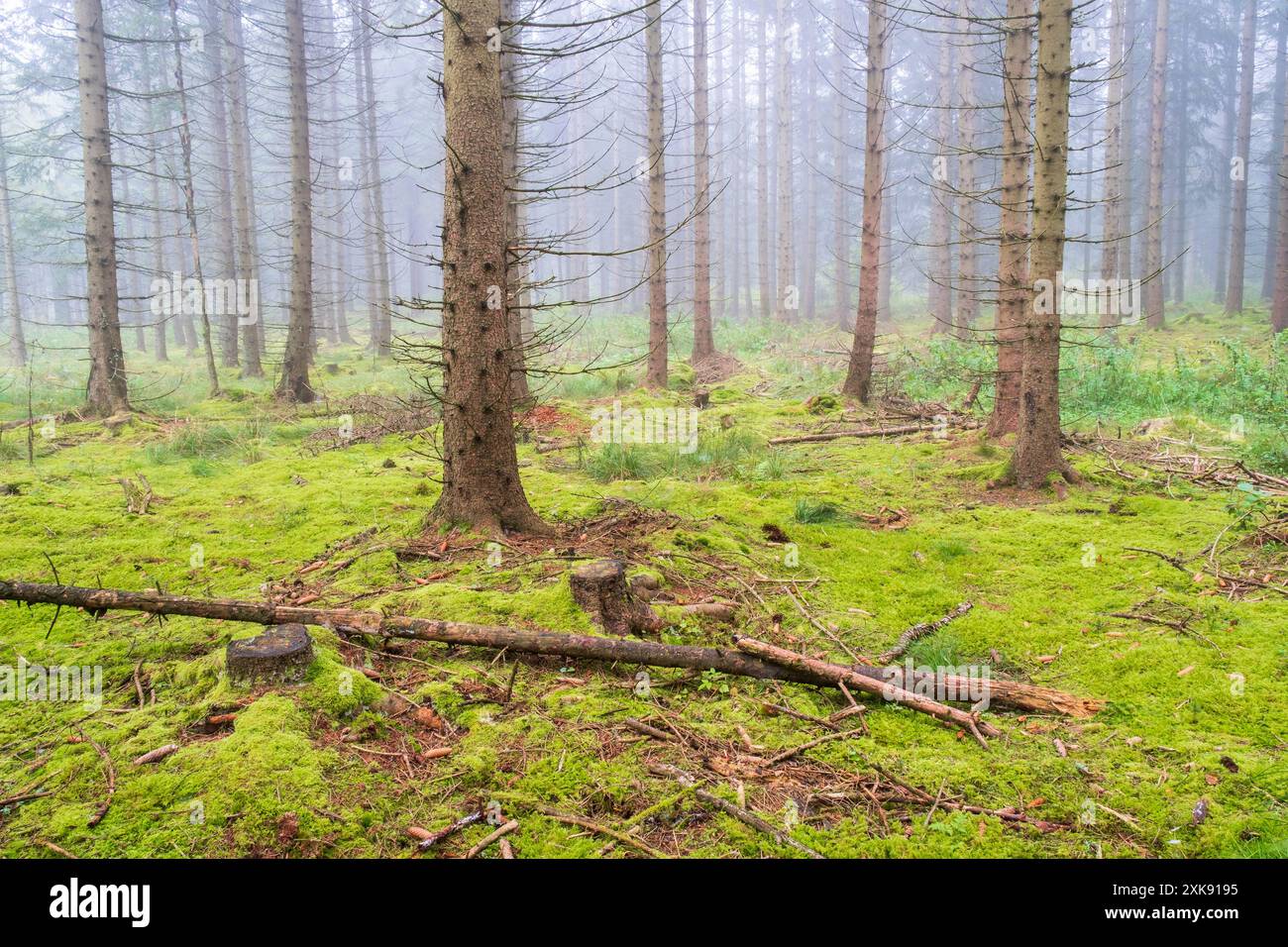 Foresta di conifere con muschio verde e nebbia Foto Stock