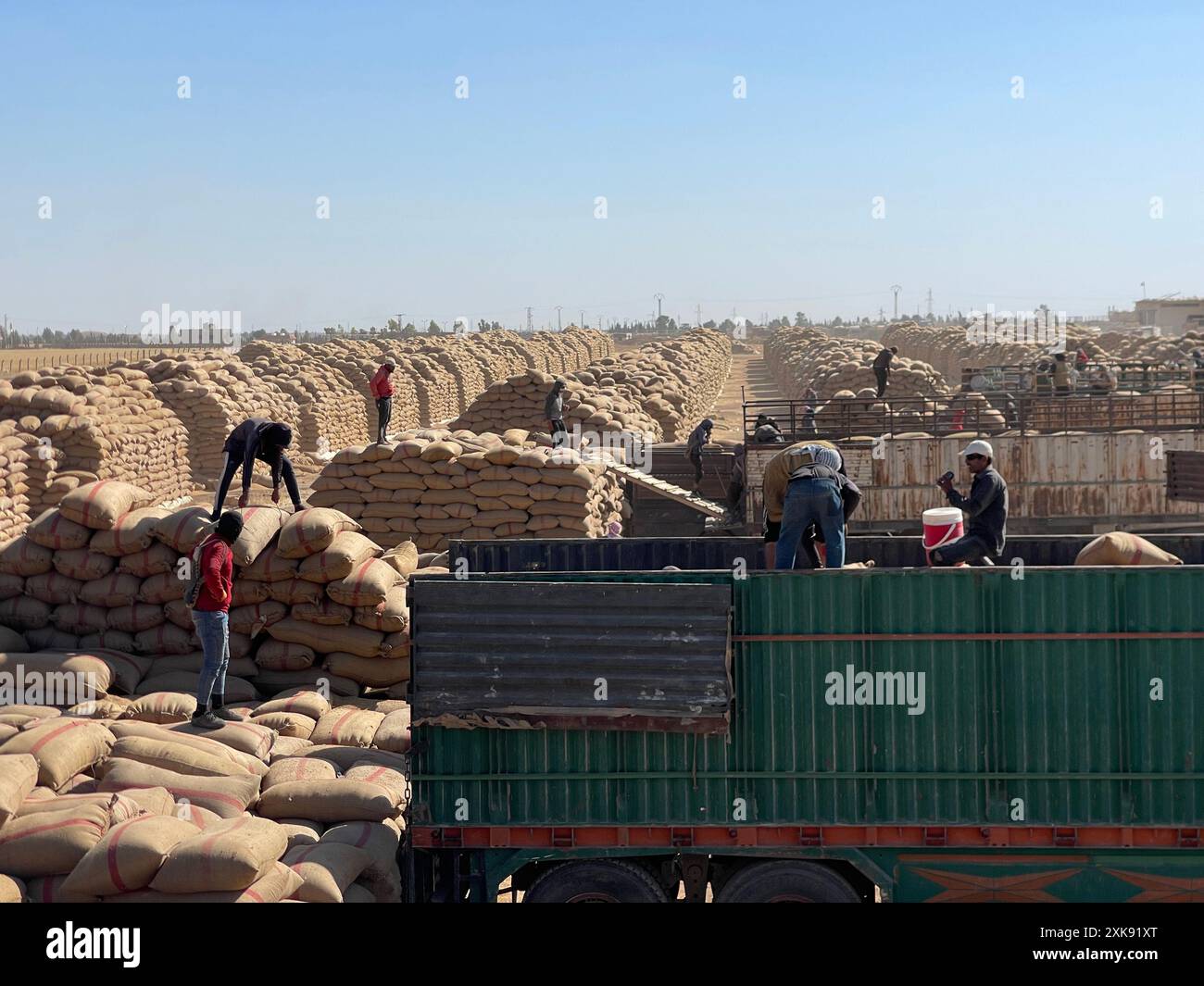 Hasakah. 11 giugno 2024. Gli agricoltori lavorano alla raccolta del grano nella provincia nord-orientale della Siria di al-Hasakah, 11 giugno 2024. PER ANDARE CON "Feature: Wheat Farmers in ne Syria faticose a vendere prodotti a causa della presenza delle forze statunitensi e curde" credito: Str/Xinhua/Alamy Live News Foto Stock