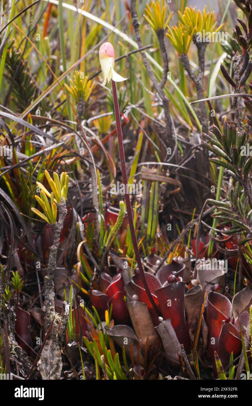 Brocca di palude Heliamphora pulchella in fiore, in habitat naturale ad Amuri Tepui, Venezuela Foto Stock