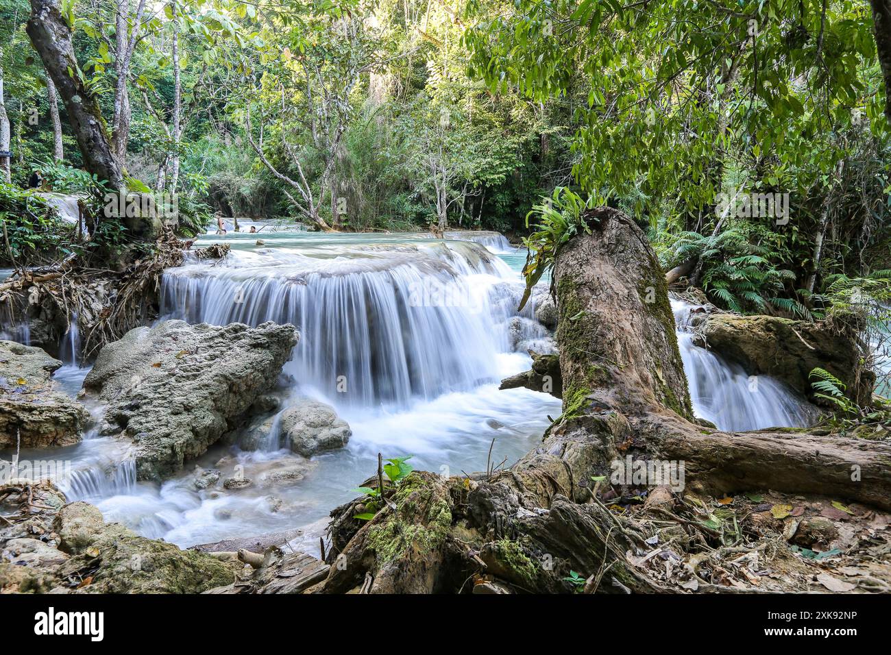 Luang Prabang, Laos: Cascate di Kuang si, cascate, cascate, piscine turchesi, foresta, alberi, rocce, radici, gioielli naturali, bagni aperti, nuoto Foto Stock