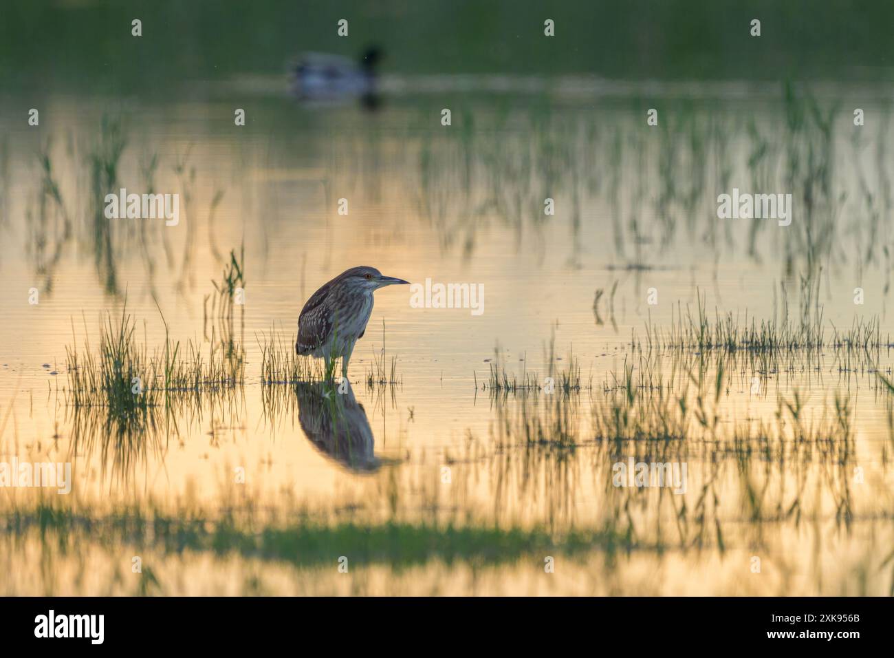 Un Heron notturno giovanile in piedi in uno stagno, tramonto in estate (Austria) Foto Stock