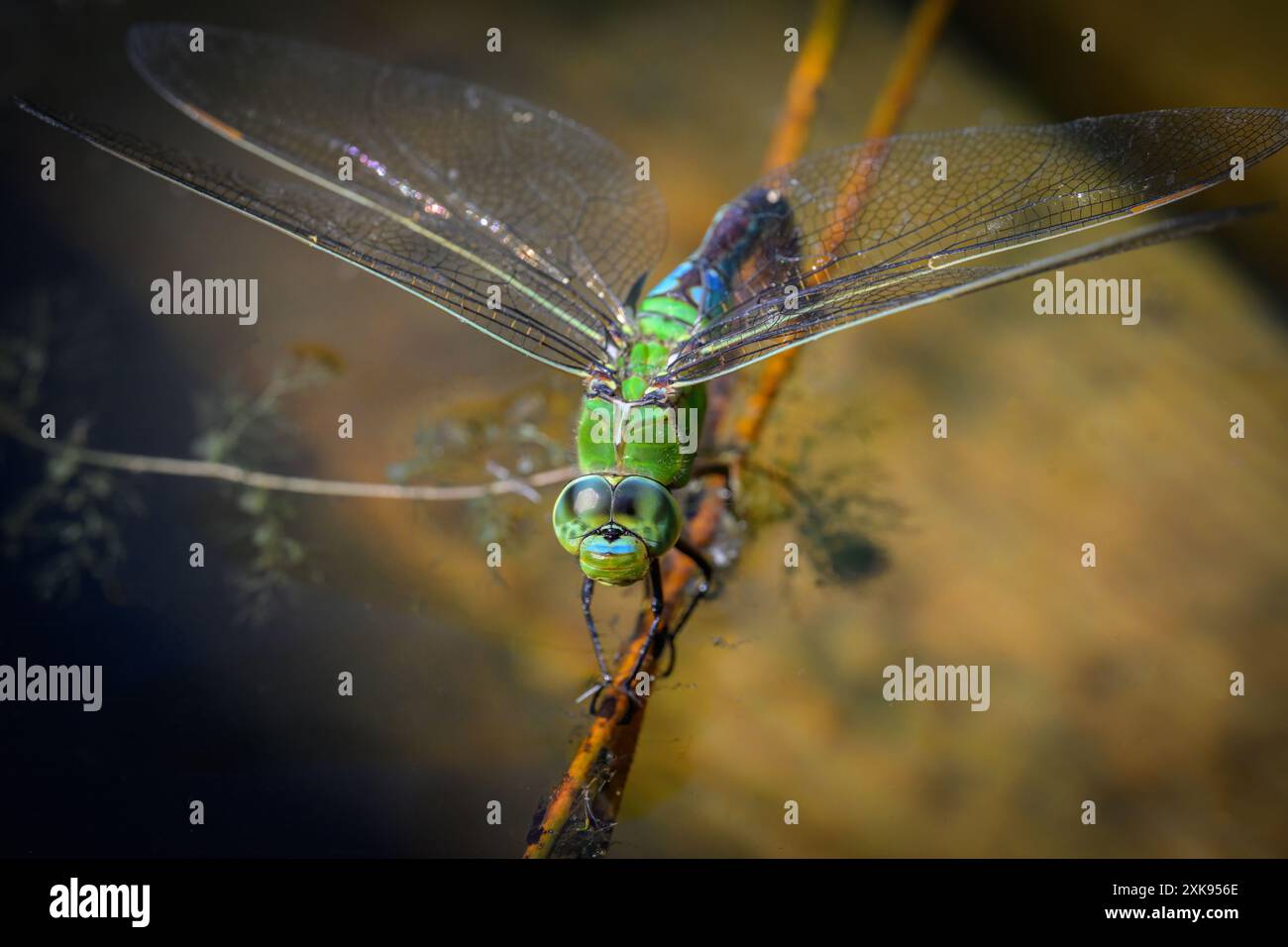 Una libellula azzurra dell'imperatore che dedica uova in acqua, giornata di sole in primavera, Vienna (Austria) Foto Stock
