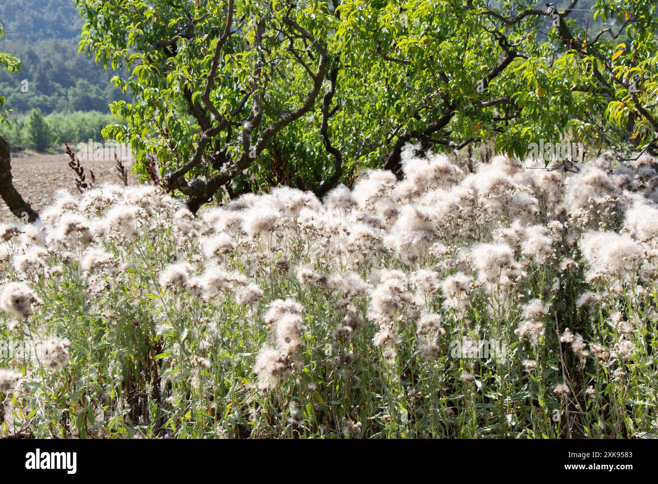 Thorny Thistle fiori con capelli in campo Foto Stock