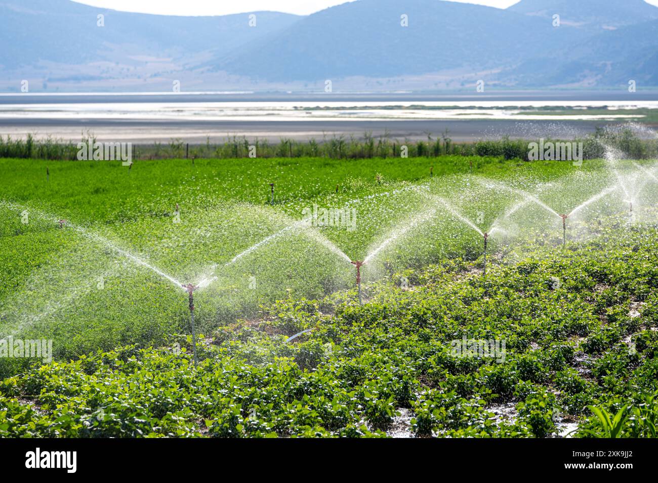 Irrigazione automatica a sprinkler nell'orto. Messa a fuoco selettiva e sfocatura del movimento Foto Stock