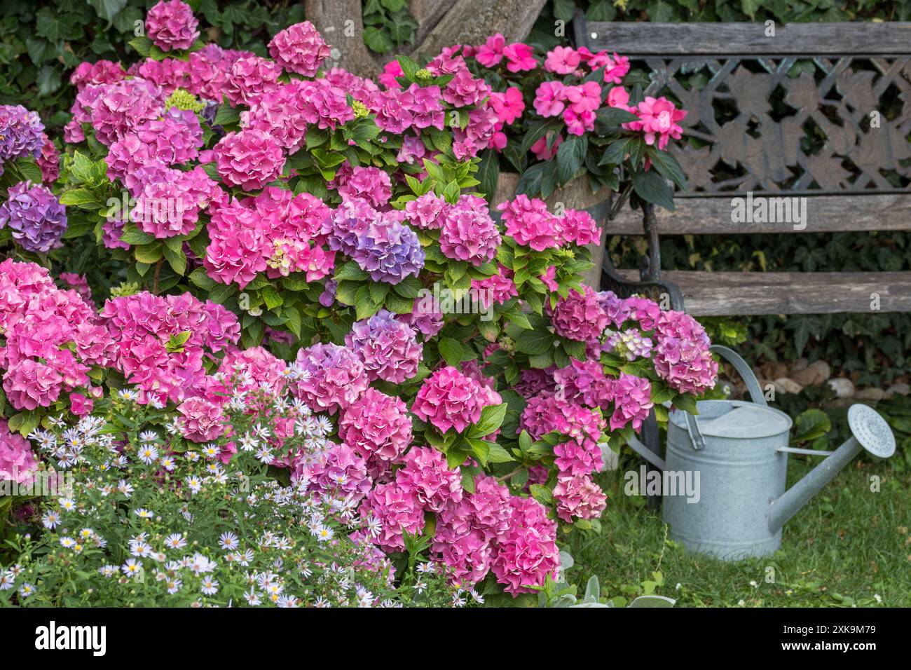 Ortensia rosa macrophylla Endless Estate nel giardino estivo Foto Stock
