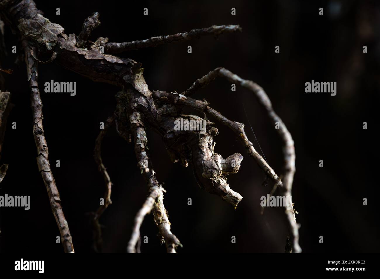 Giornata nazionale delle radici. Le radici di un albero sono il suo Lifeline. Le radici cercano acqua e sostanze nutritive dal suolo per sostenere la crescita degli alberi. Foto Stock