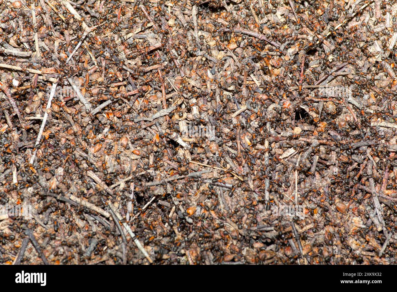 Il formicolio in lavorazione . Le formiche insettano lo sfondo delle colonie Foto Stock