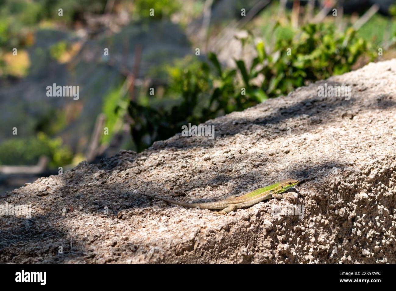 Lucertola muraria italiana (Podarcis siculus) sulla Costiera Amalfitana Foto Stock