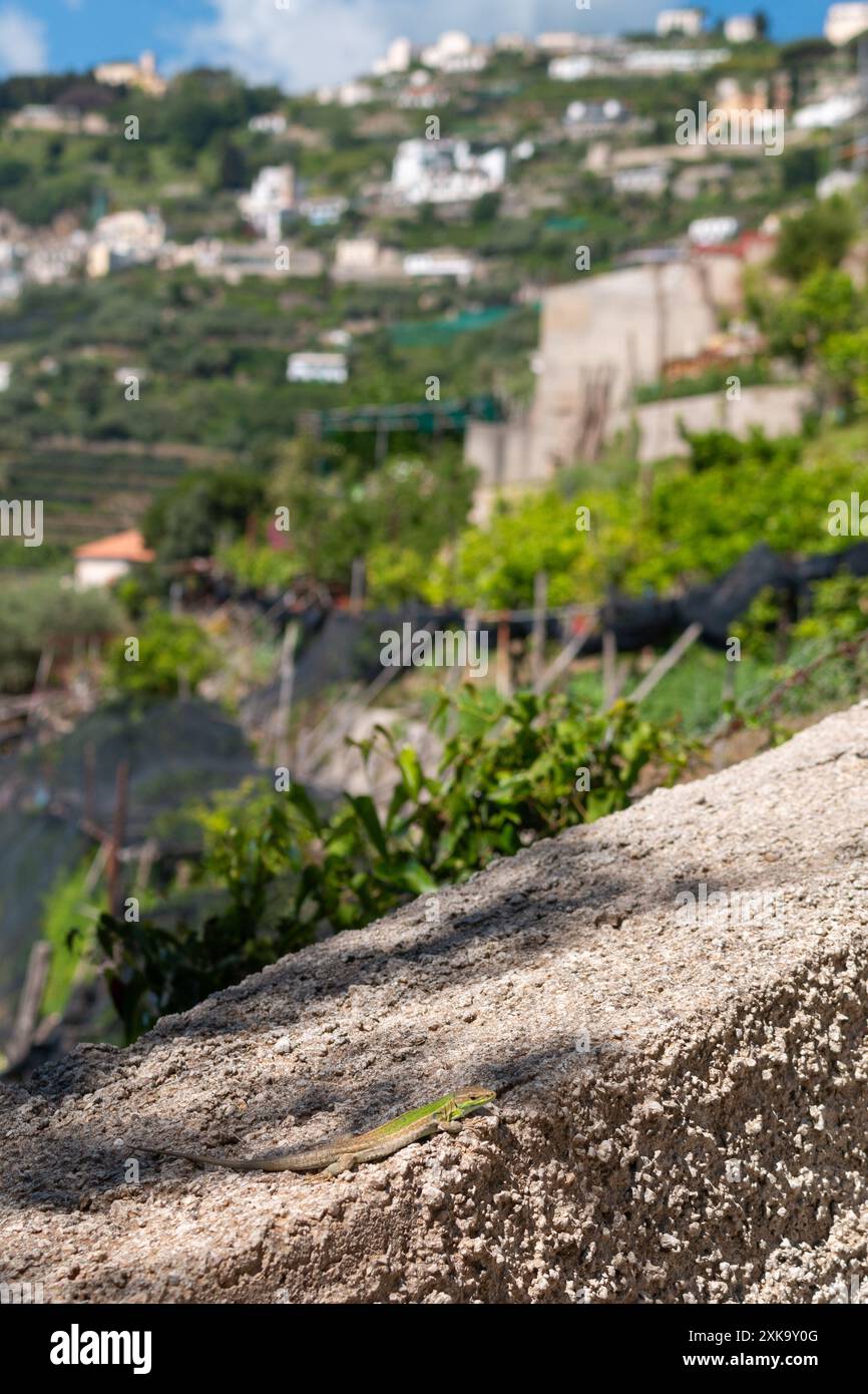 Lucertola muraria italiana (Podarcis siculus) sulla Costiera Amalfitana - scogliera con case sullo sfondo Foto Stock