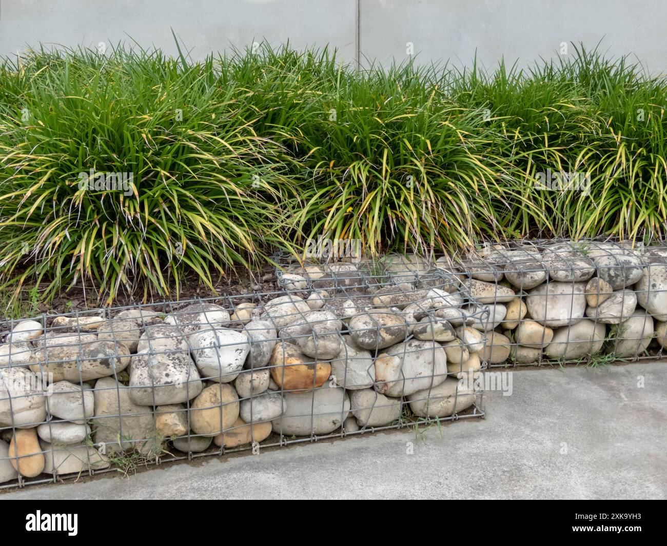 Gabbione e erba ornamentale nel design urbano. Carex morrowii o kan suge o Morrow's Sedge, oppure piante giapponesi di sedge. Conservare Foto Stock