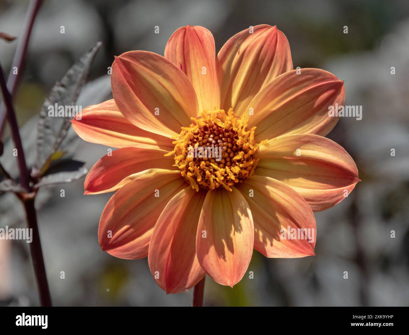 dahlia arancione a fiore singolo. Fiori luminosi e fogliame scuro. Disco centrale con un unico anello esterno di fiori. Piante ornamentali da giardino. Foto Stock