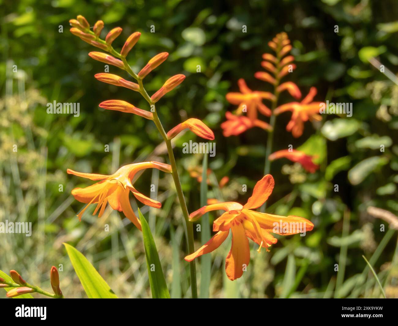 Crocosmia x crocosmiflora o montbretia pianta fiori di arancio brillante. Pianta invasiva aggressiva naturalizzata. Erbaccia ambientale. Foto Stock