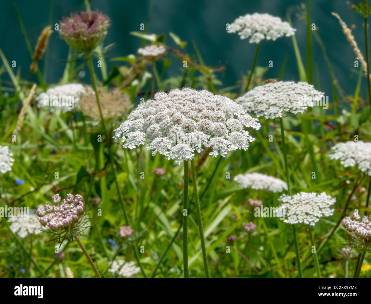 Daucus carota o inflorescenze di umbel bianco di carota selvatica. Carota selvatica europea, nido d'uccello, pizzo vescovile o pizzo della regina Anna in fiore. Foto Stock